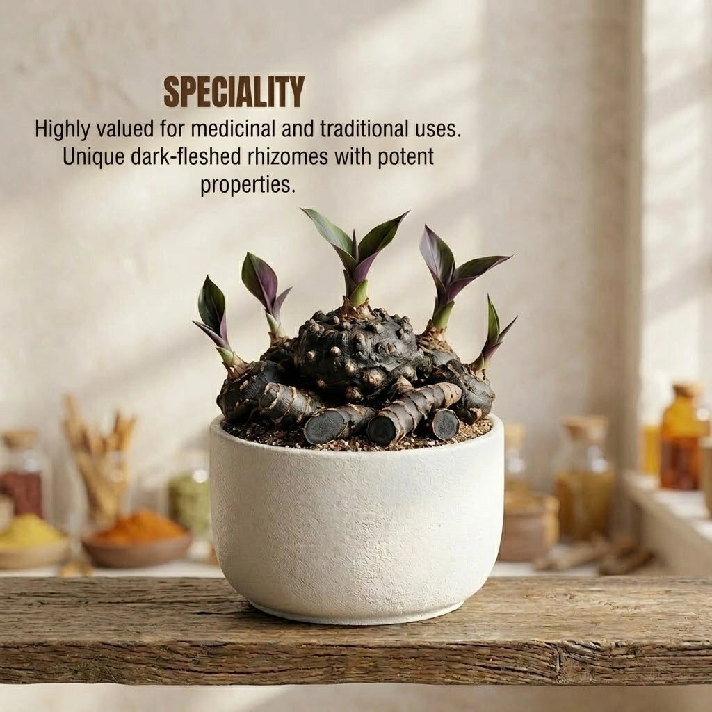 Black Turmeric Bulb