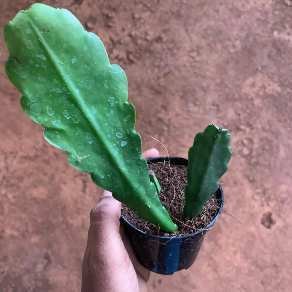 Brahma Kamal Plant Sapling (1Pc)