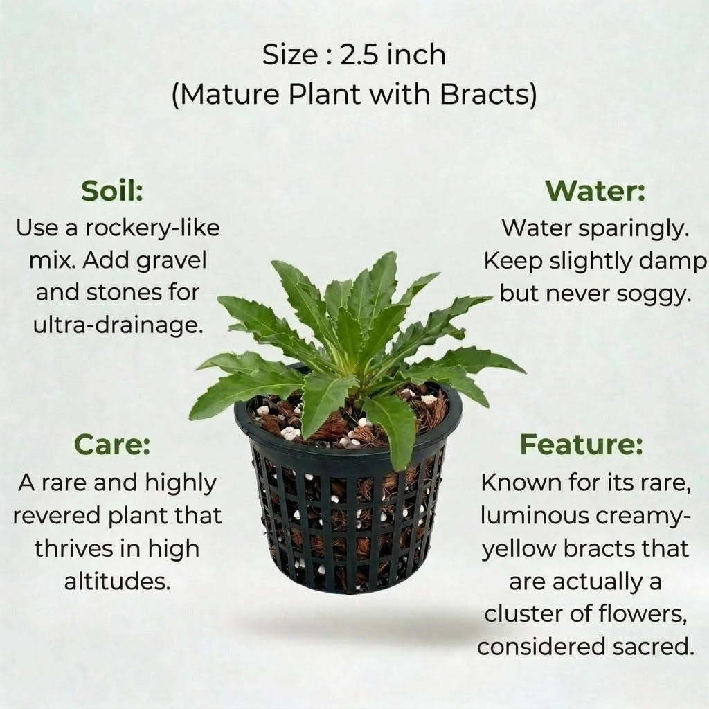 Brahma Kamal Plant Sapling (1Pc)