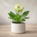 Brahma Kamal Plant Sapling (Pack of 5)