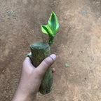 Brazilian Lucky Wood Plant (1pc)