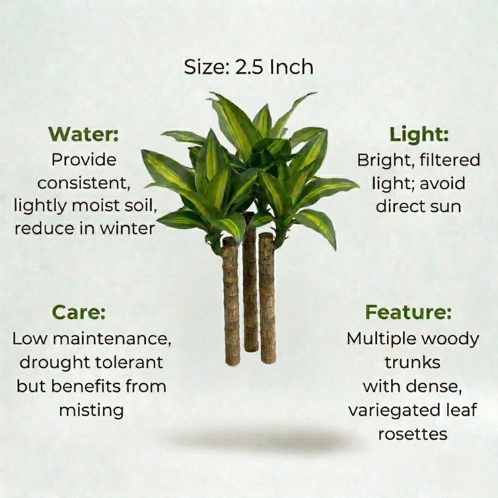 Brazilian Lucky Wood Plant (1pc)