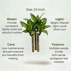 Brazilian Lucky Wood Plant (1pc)