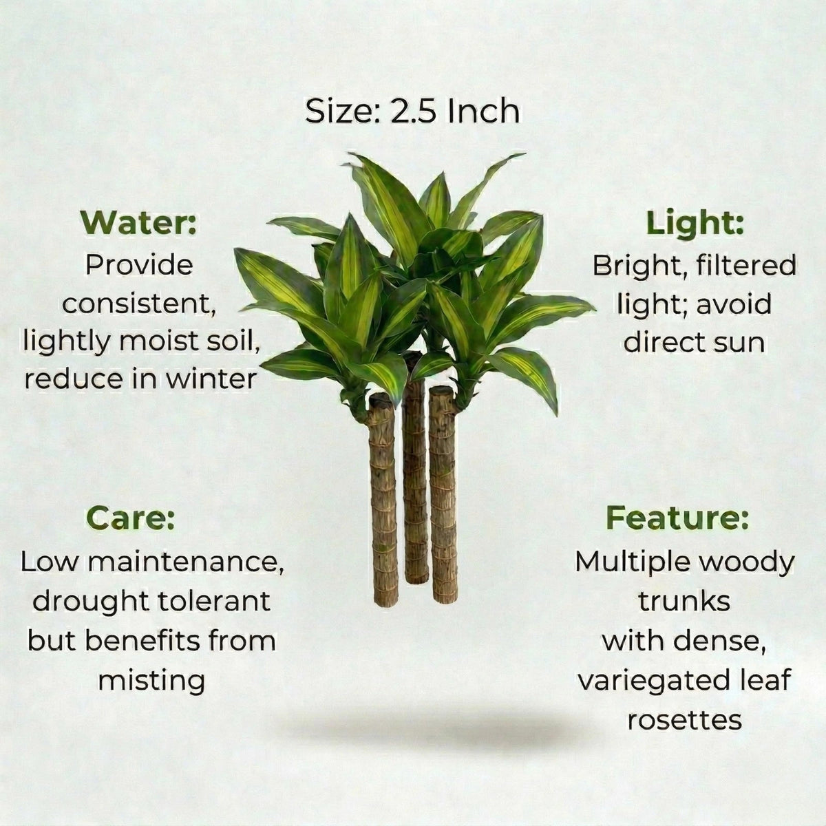 Brazilian Lucky Wood Plant (1pc)