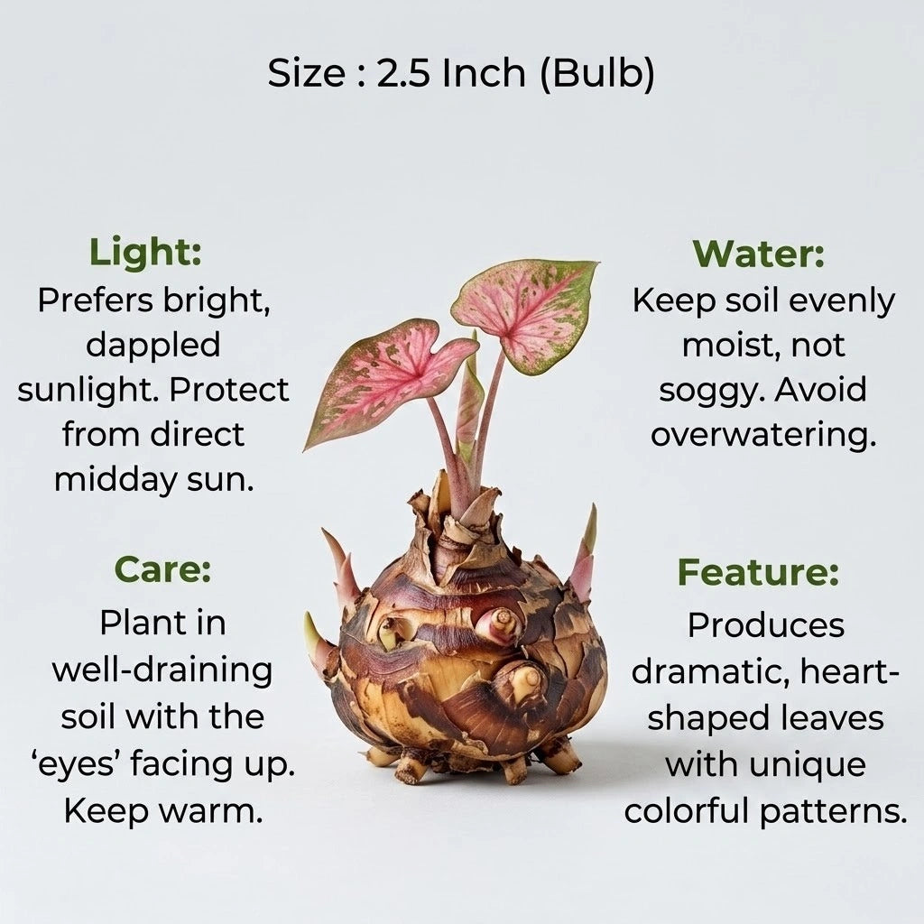 Caladium Mix Bulb (1pc)