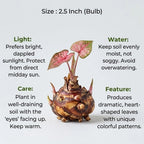 Caladium Mix Bulb (1pc)