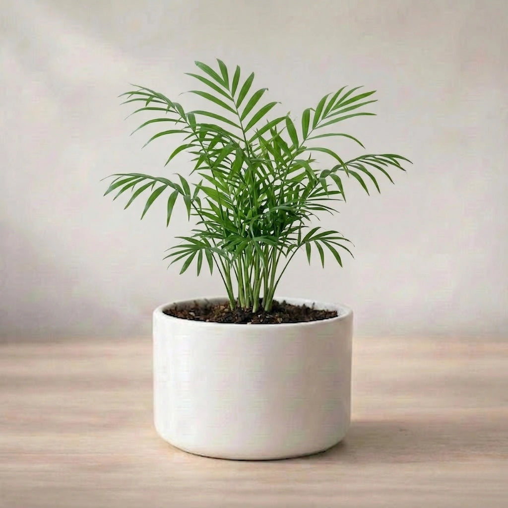 Chamaedorea Elegans Palm Plant Sapling (1pc)