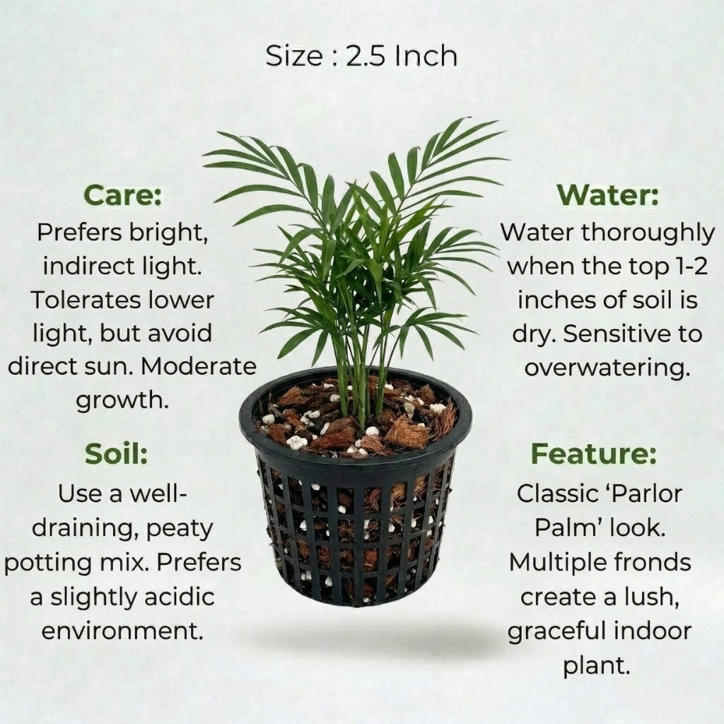 Chamaedorea Elegans Palm Plant Sapling (1pc)