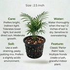 Chamaedorea Elegans Palm Plant Sapling (1pc)