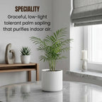 Chamaedorea Elegans Palm Plant Sapling (1pc)