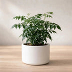 China Doll Plant Sapling (1Pc)