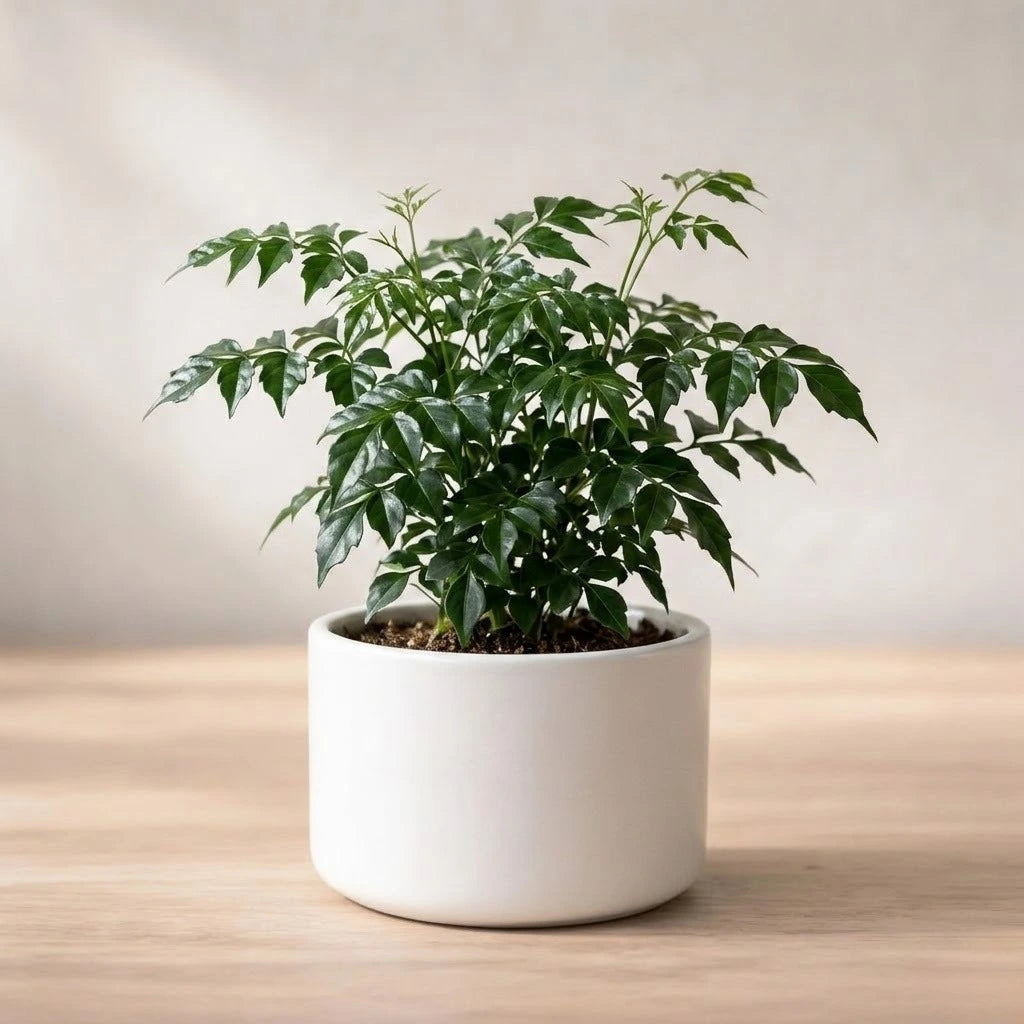 China Doll Plant Sapling (1Pc)