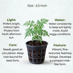 China Doll Plant Sapling (1Pc)