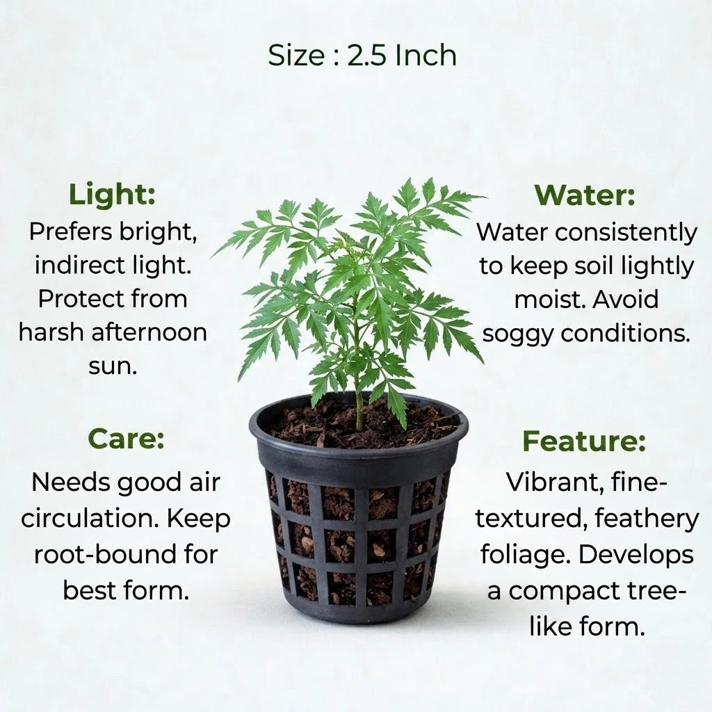 China Doll Plant Sapling (1Pc)