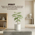 China Doll Plant Sapling (1Pc)