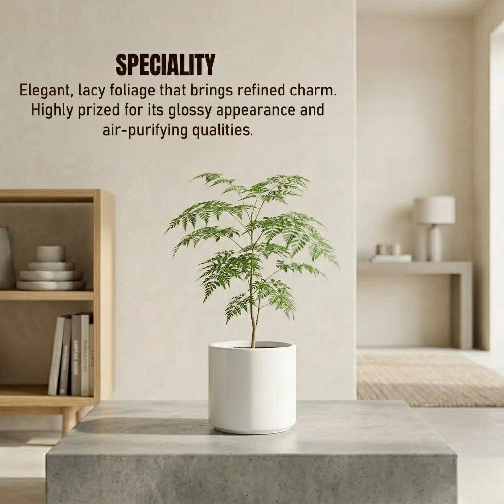 China Doll Plant Sapling (1Pc)