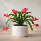 Christmas Cactus Plant Sapling (1pc)