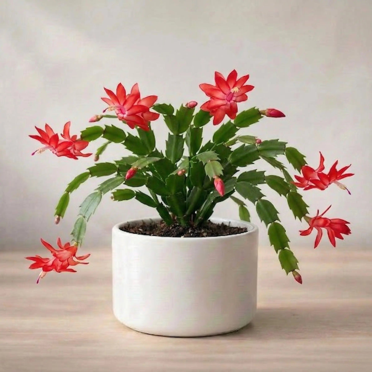 Christmas Cactus Plant Sapling (1pc)