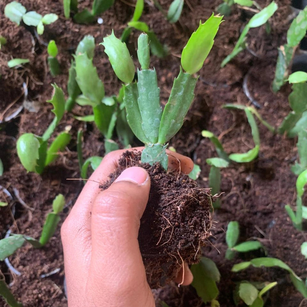 Christmas Cactus Plant Sapling (1pc)