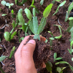 Christmas Cactus Plant Sapling (1pc)
