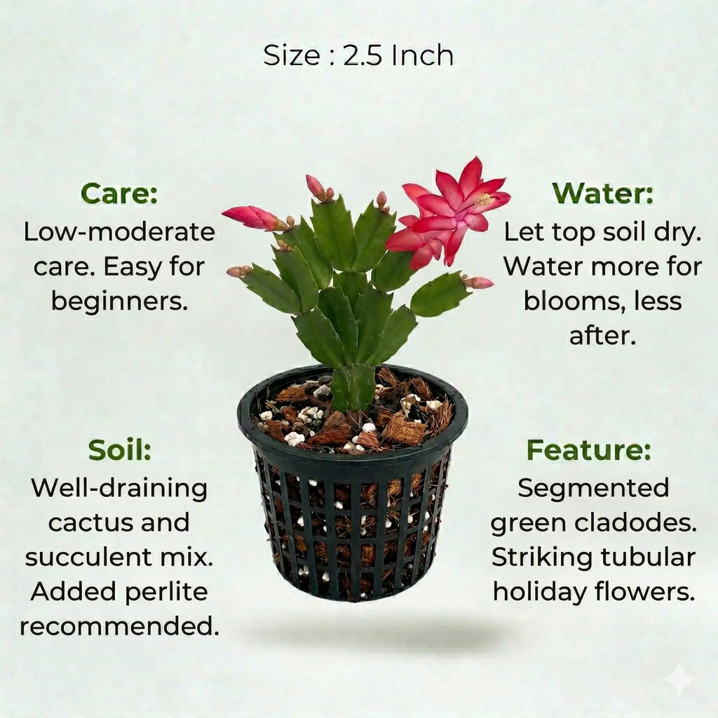 Christmas Cactus Plant Sapling (1pc)