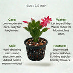 Christmas Cactus Plant Sapling (1pc)