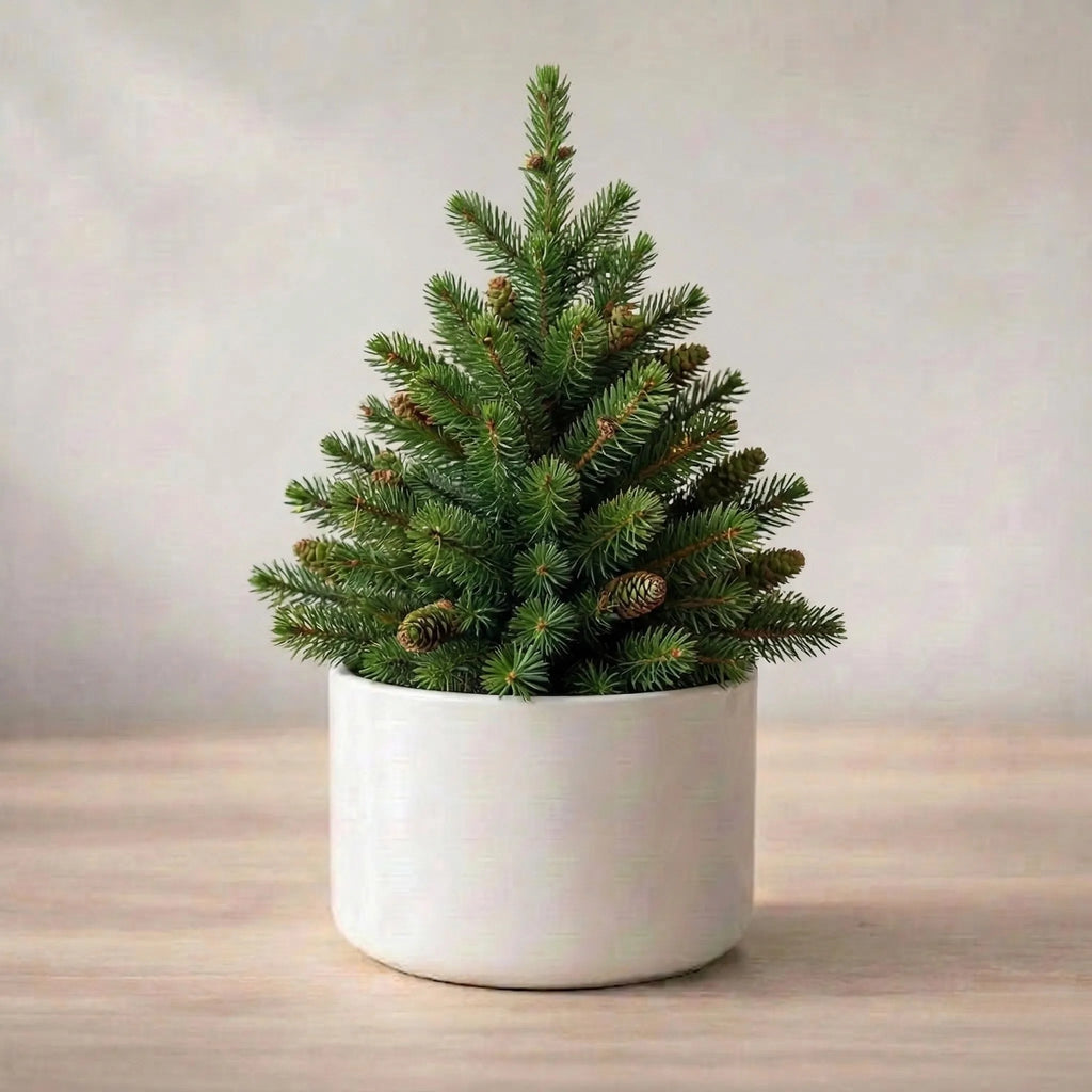 Christmas Tree Plant Sapling (1pc)