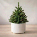 Christmas Tree Plant Sapling (1pc)