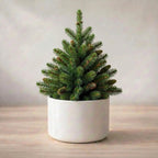 Christmas Tree Plant Sapling (1pc)