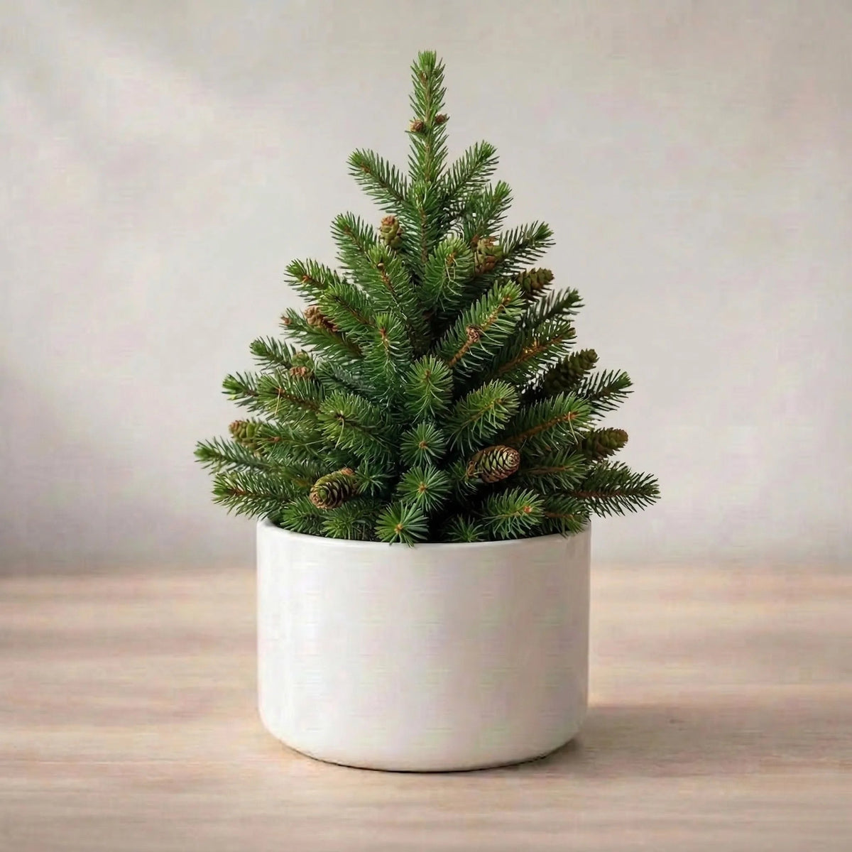 Christmas Tree Plant Sapling (1pc)