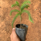 Christmas Tree Plant Sapling (1pc)