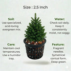 Christmas Tree Plant Sapling (1pc)