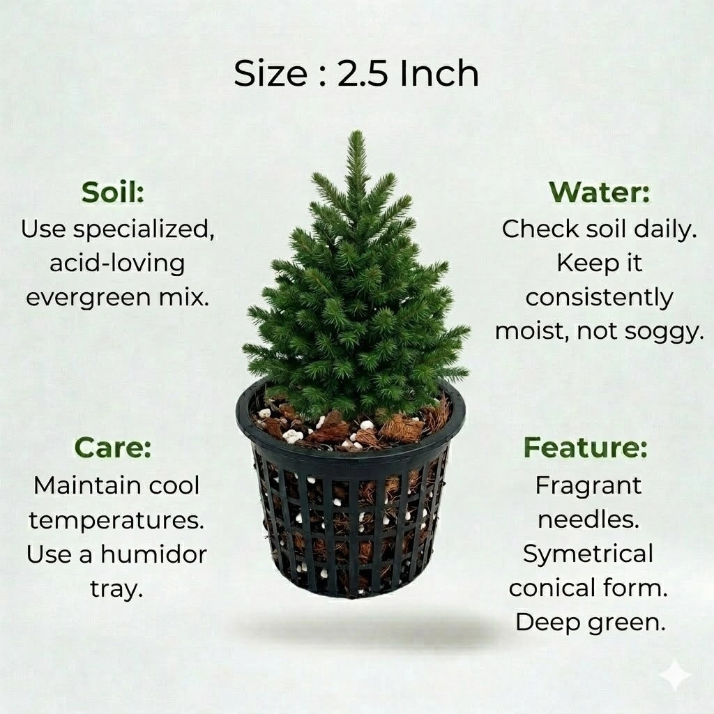 Christmas Tree Plant Sapling (1pc)