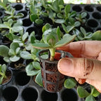 Crassula Ovata Plant Sapling (1pc)