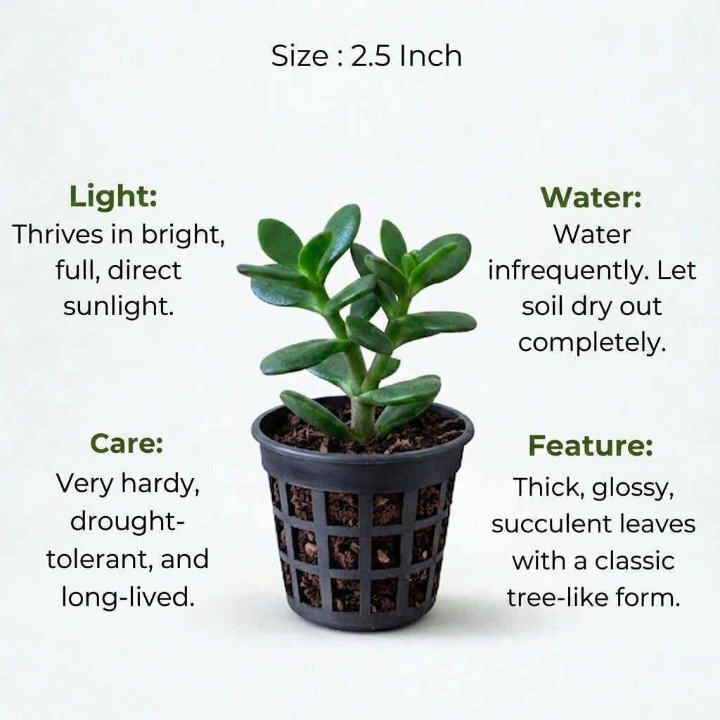 Crassula Ovata Plant Sapling (1pc)