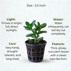 Crassula Ovata Plant Sapling (1pc)