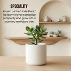 Crassula Ovata Plant Sapling (1pc)