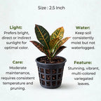 Croton Codiaeum Variegatum (Petra) Sapling (1pc)