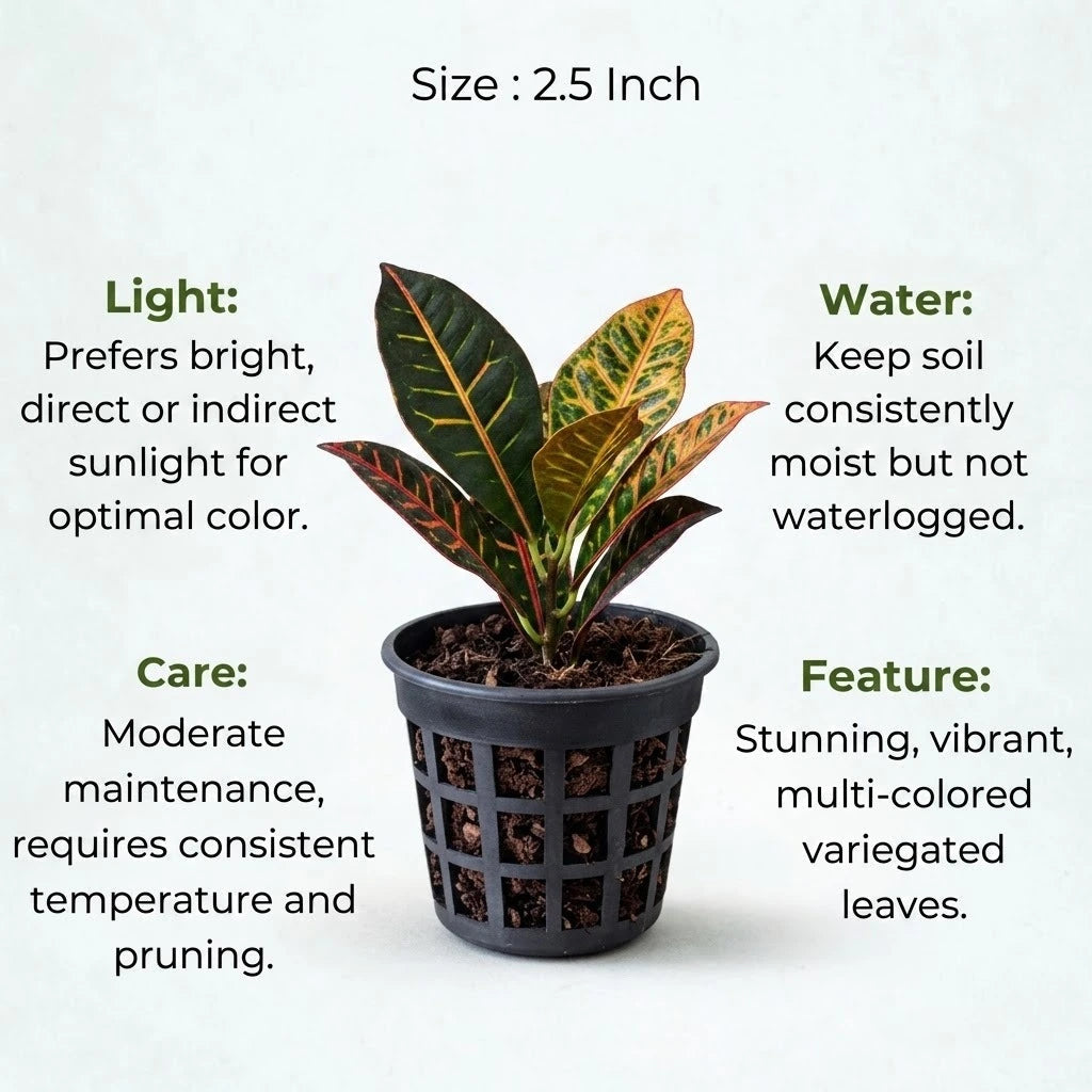 Croton Codiaeum Variegatum (Petra) Sapling (1pc)