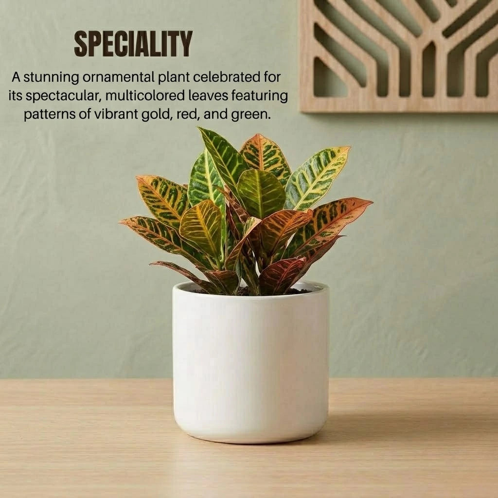 Croton Codiaeum Variegatum (Petra) Sapling (1pc)