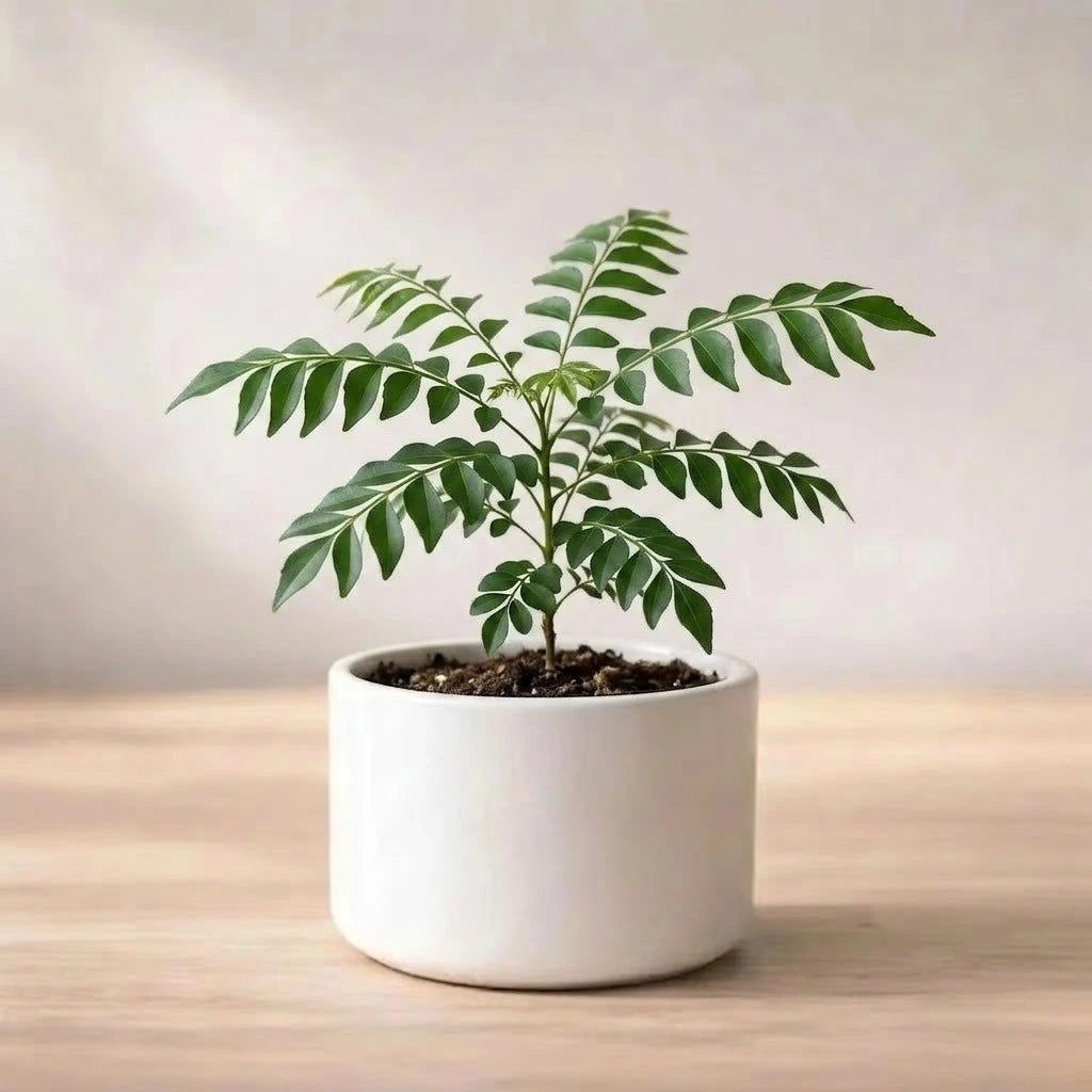 Curry Leaves Sapling (1pc)