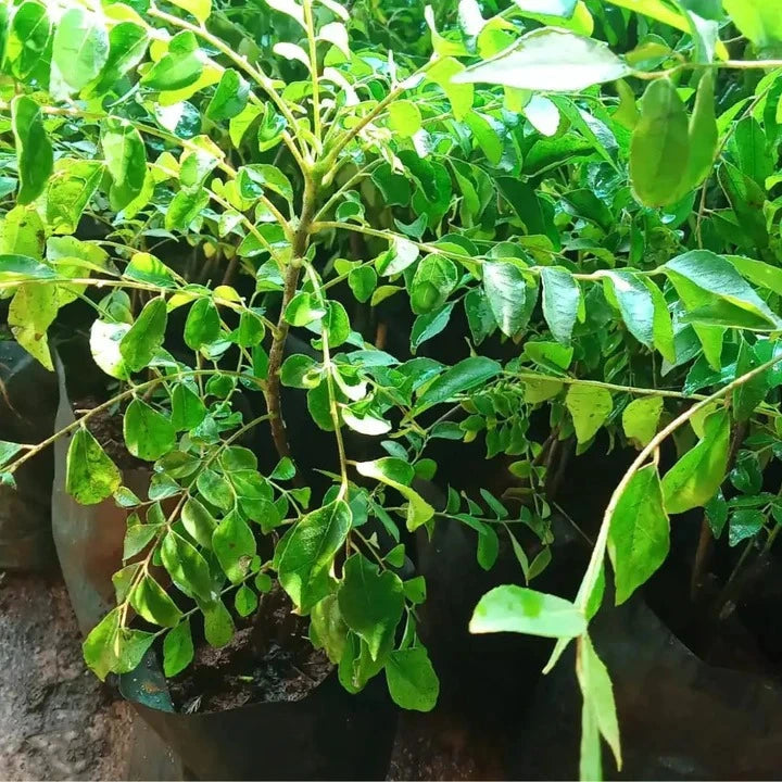 Curry Leaves Sapling (1pc)
