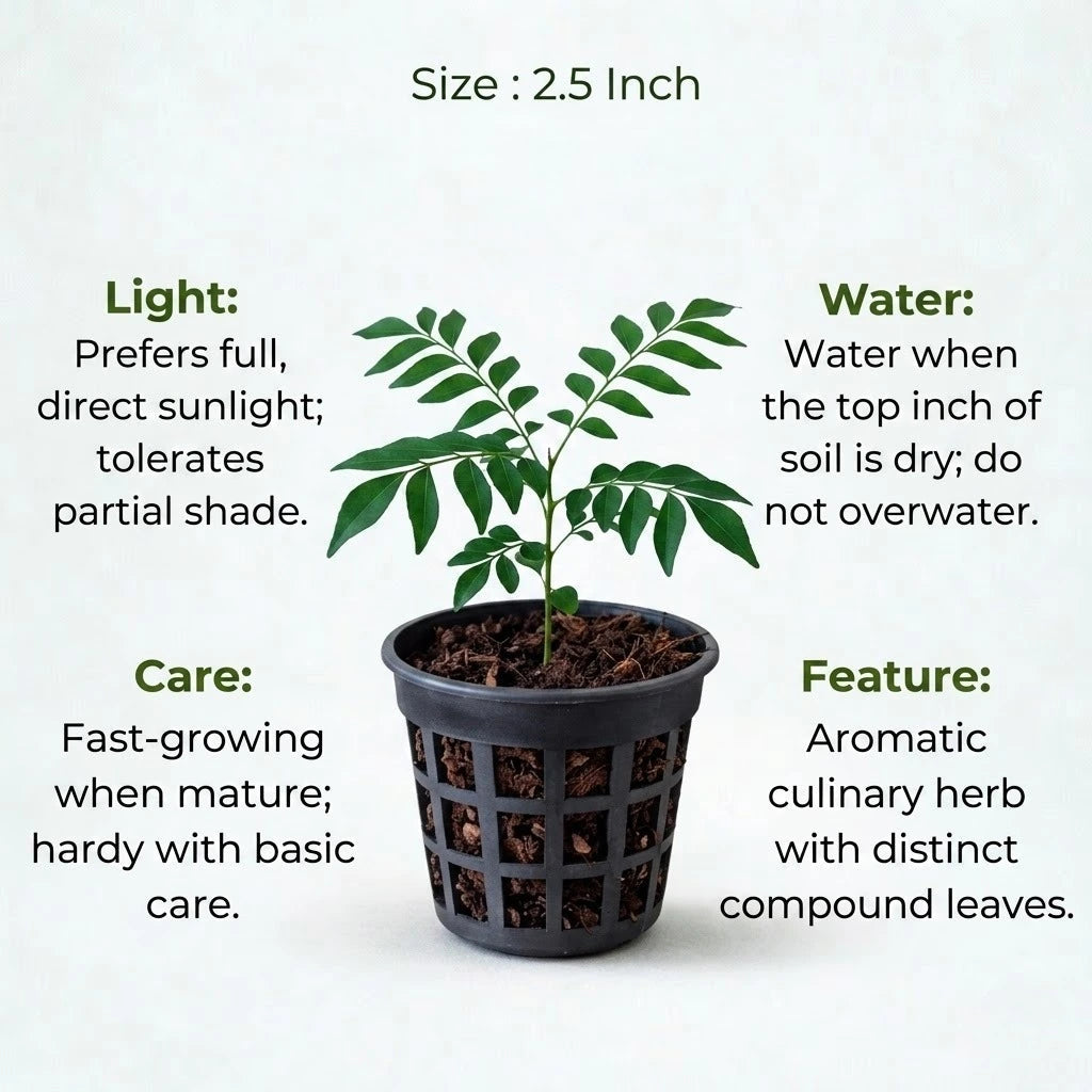 Curry Leaves Sapling (1pc)