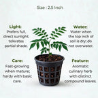 Curry Leaves Sapling (1pc)