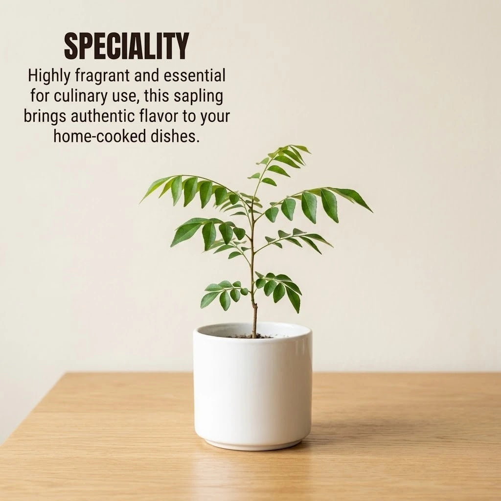Curry Leaves Sapling (1pc)
