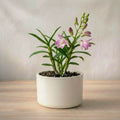 Dendrobium Orchid Plant Sapling (1pc)