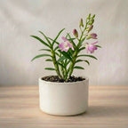 Dendrobium Orchid Plant Sapling (1pc)
