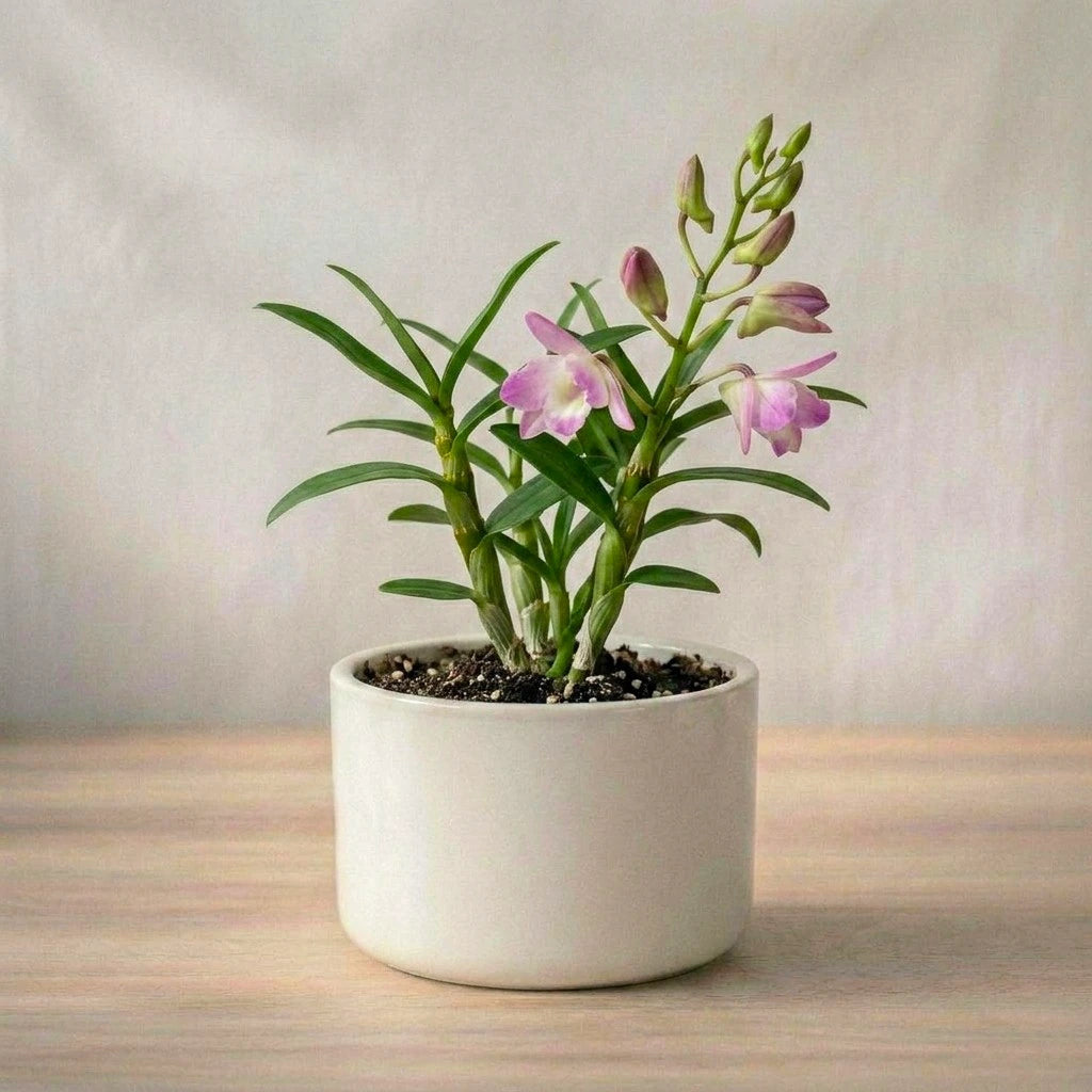 Dendrobium Orchid Plant Sapling (1pc)