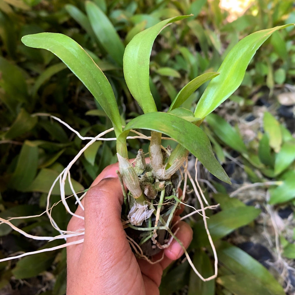 Dendrobium Orchid Plant Sapling (1pc)