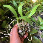 Dendrobium Orchid Plant Sapling (1pc)